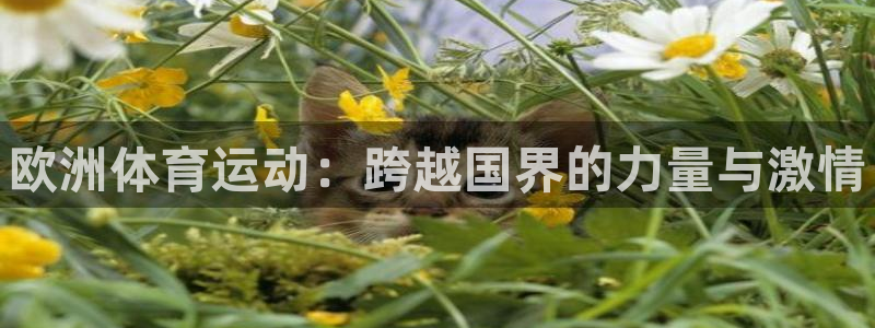 vsport体育在线官网：欧洲体育运动：跨越国界的力量与激情